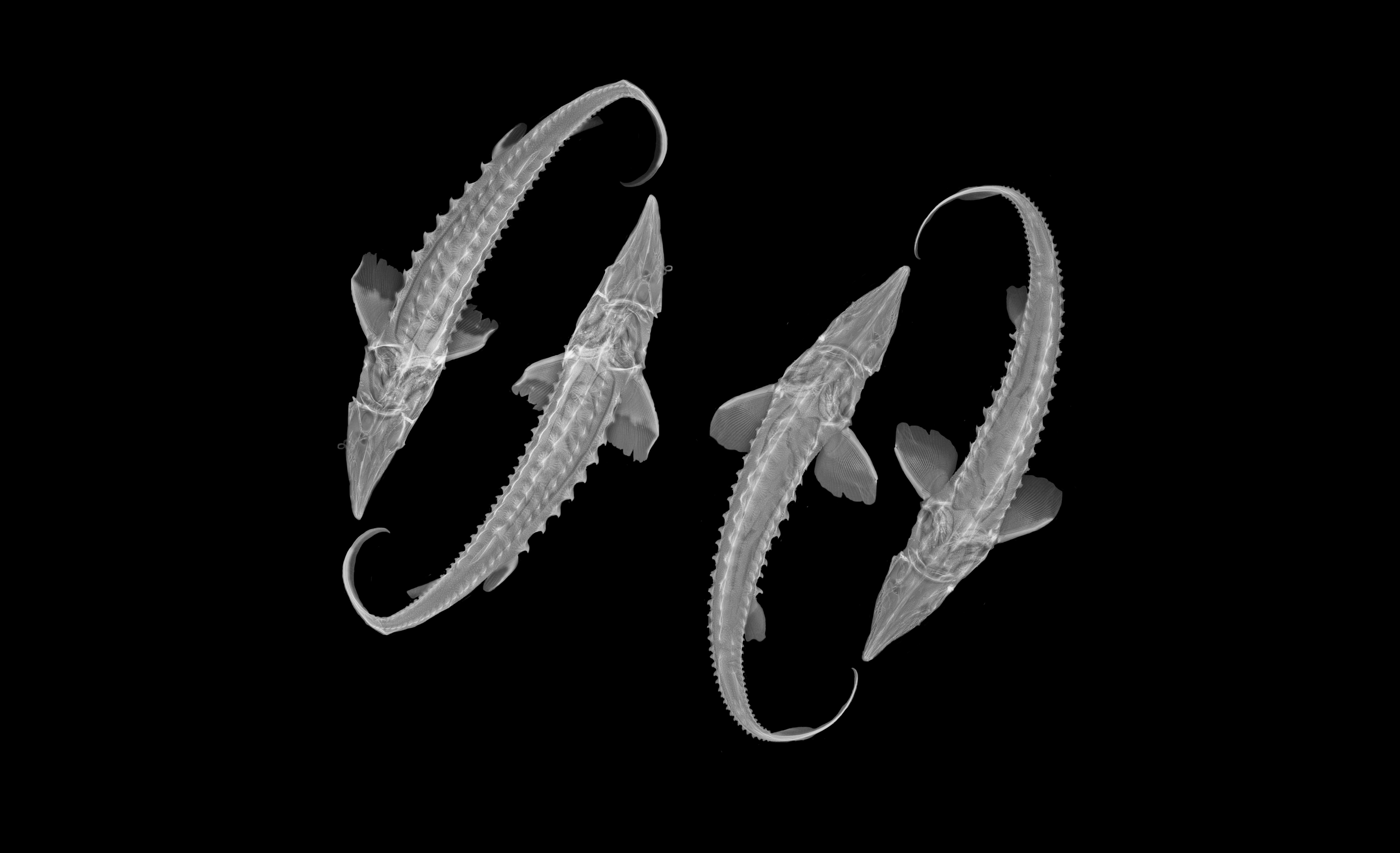 X-ray-style image of four sturgeon fish arranged in a circular pattern against a black background, highlighting their skeletal structures and armored bodies.