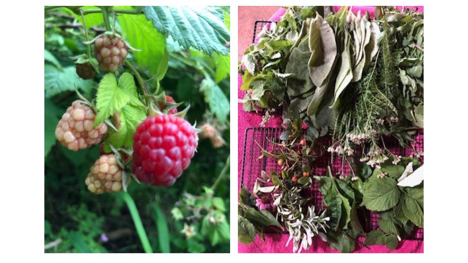 image of red raspberries and foraged native american plants