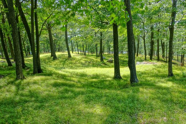 Photo printed on paper or canvas. A mountain meadow on the Appalachian Trail in NY State (above "Lemon Squeezer")