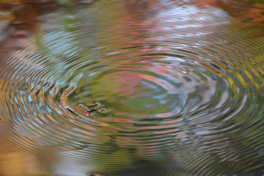 Waterskippers on Autuum stream