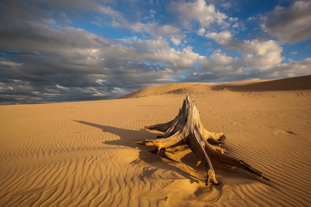 Silver Lake Dunes State Park, Michigan -- 2016. Unmatted prints available many sizes. Consult artist.