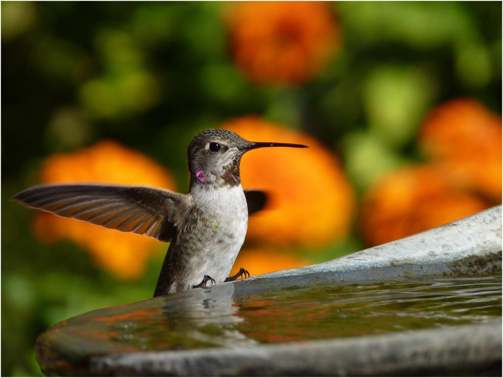 Hummingbird